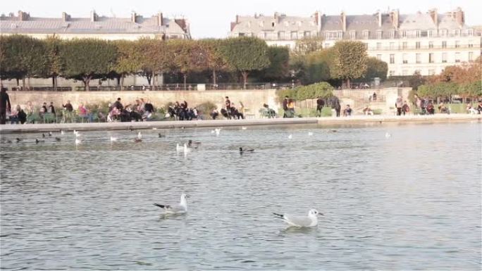 在法国巴黎杜伊勒里花园 (法语: Jardin des Tuileries) 的大巴辛八角形游泳的鸭