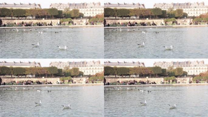 在法国巴黎杜伊勒里花园 (法语: Jardin des Tuileries) 的大巴辛八角形游泳的鸭