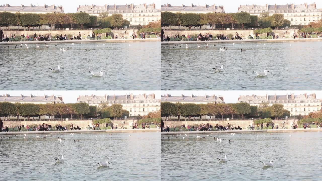 在法国巴黎杜伊勒里花园 (法语: Jardin des Tuileries) 的大巴辛八角形游泳的鸭