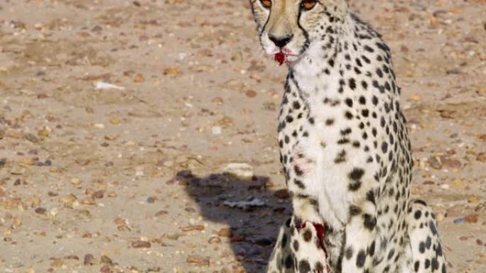 非洲纳米比亚猎豹身上的血迹