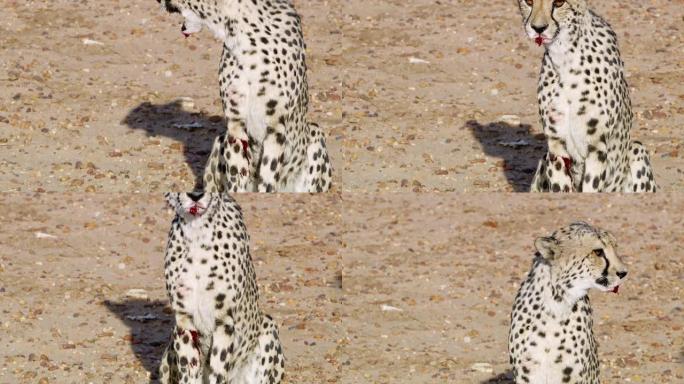 非洲纳米比亚猎豹身上的血迹