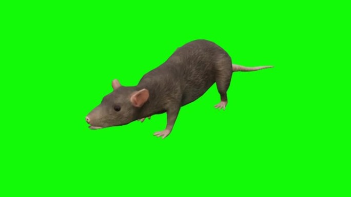 绿色屏幕上的行走老鼠动画。动物的概念，野生动物，游戏，返校，3d动画，短视频，电影，卡通，有机，色键