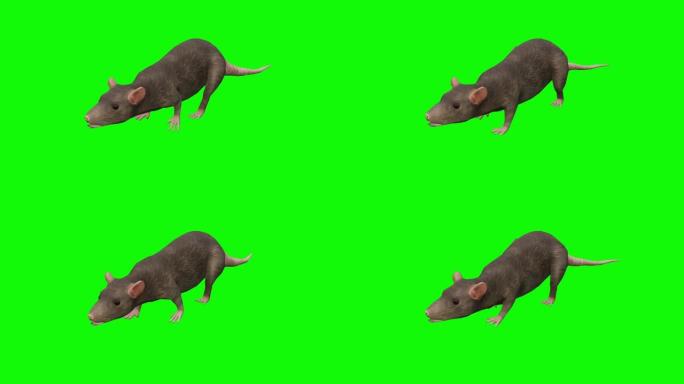 绿色屏幕上的行走老鼠动画。动物的概念，野生动物，游戏，返校，3d动画，短视频，电影，卡通，有机，色键