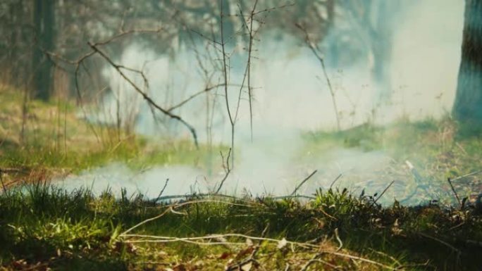 一场野火在郁郁葱葱的绿色森林中蔓延的电影拍摄。