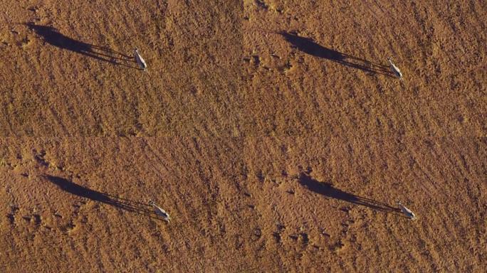 在壮观的纳米布沙漠中漫步并投下阴影的Gemsbok羚羊的直下鸟瞰图