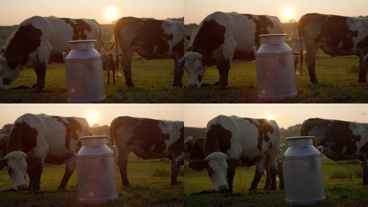 牧场上的牛群中的SLO MO桶牛奶