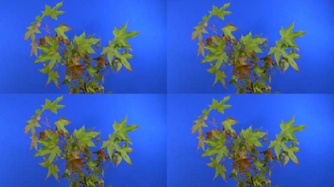 带有尖尖叶子的植物-合成用蓝屏