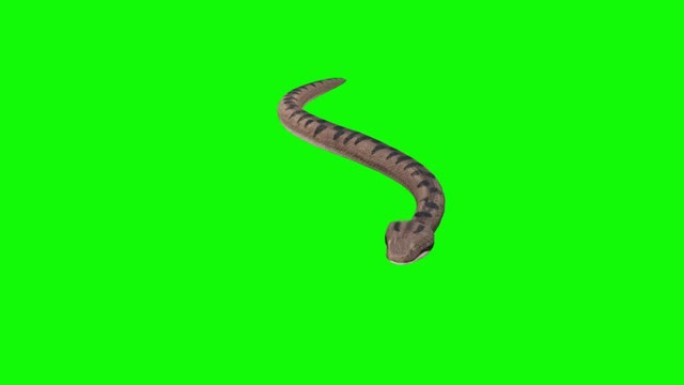 绿色背景上的快速滑行蛇。动物的概念，野生动物，游戏，返校，3d动画，短视频，电影，卡通，有机，色键，