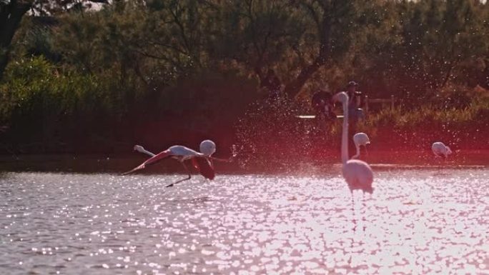 慢动作粉红色火烈鸟在阳光普照的水上飞舞和飞溅