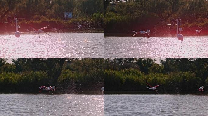 慢动作粉红色火烈鸟在阳光普照的水上飞舞和飞溅
