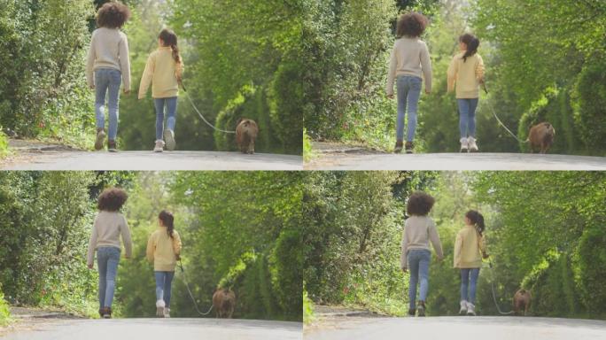 男孩和女孩用皮带牵引着宠物法国斗牛犬沿着乡间小路行走的后视图
