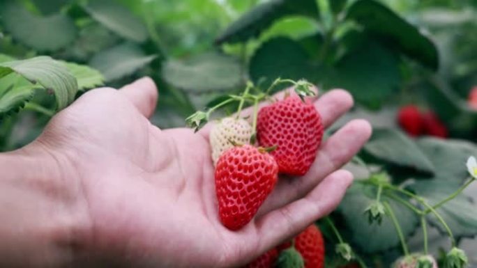 农民的手拿着有机草莓
