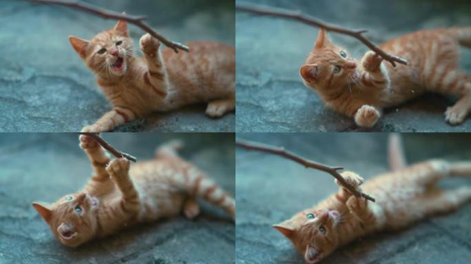 特写: 顽皮的橙色虎斑猫小猫用锋利的爪子抓住树枝。