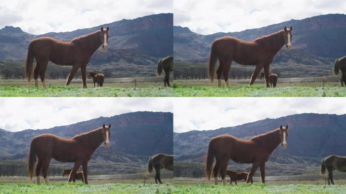 农场上美丽马匹的4k视频片段