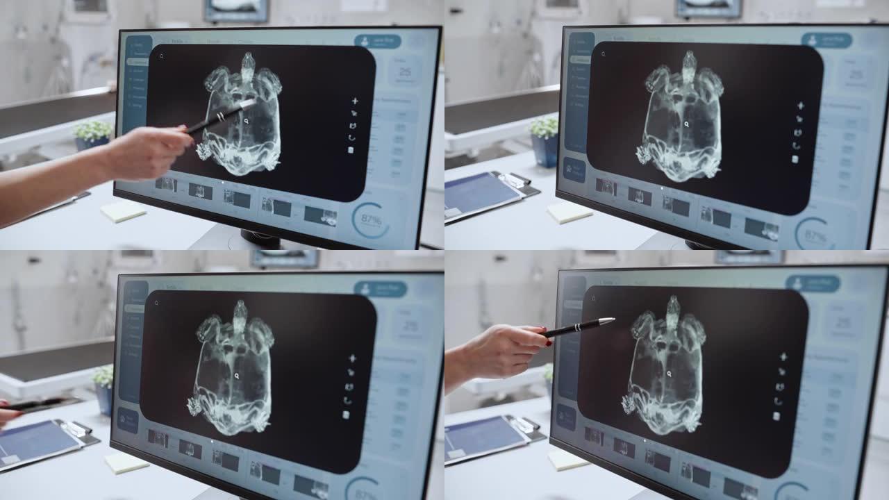 桌面计算机屏幕与兽医诊所在线医疗数据库软件与宠物龟x射线扫描。两名兽医讨论工作，打手势并指着显示器