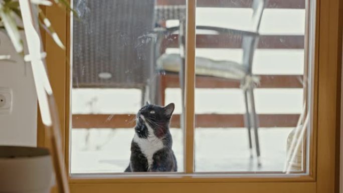 坐在窗户后面的猫坐在窗户后面的猫宠物