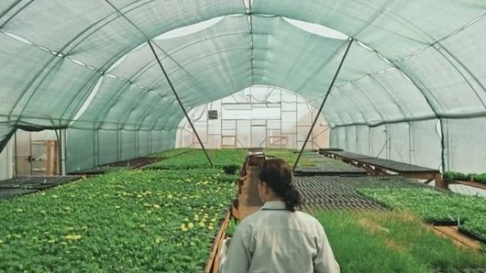 温室工人忙于植物温室大棚蔬菜温室蔬菜农作