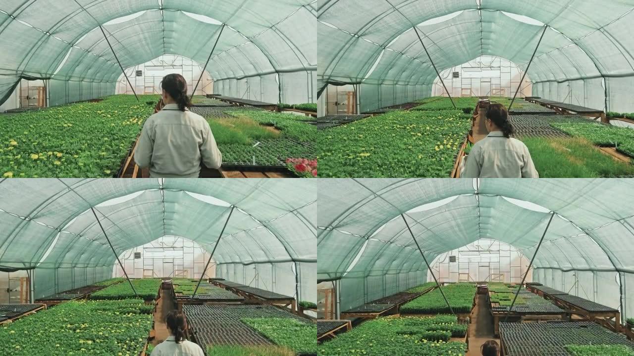 温室工人忙于植物温室大棚蔬菜温室蔬菜农作