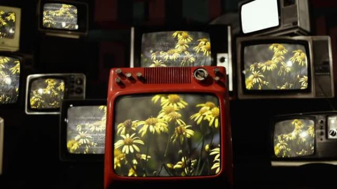 黄色花朵和老式电视。