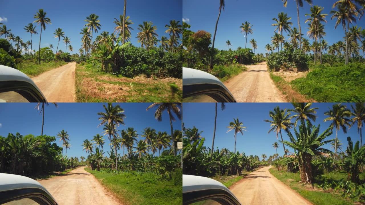 吉普车的POV在充满棕榈树的异国情调的植被中间的沙质路上进行野生动物园。