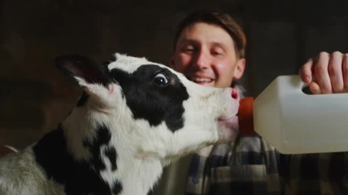 在乡村奶牛场的牛棚马stable里，年轻的男性农民的电影镜头正在用假人从瓶子里喂一只生态生长的新生小