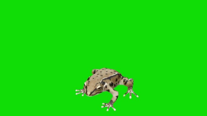 绿屏上垂死的青蛙。动物的概念，野生动物，游戏，返校，3d动画，短视频，电影，卡通，有机，色键，人物动