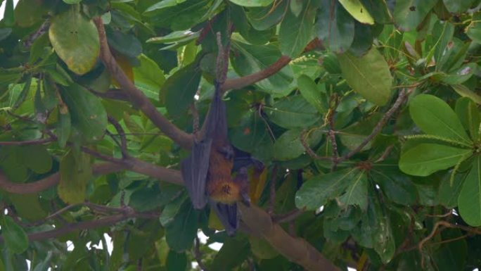 特写: 一个可怕的黑人男性megabat挂在树枝上，同时修饰自己