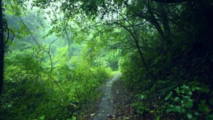 雨天林木区有土路雨天林木区有土路下雨森林