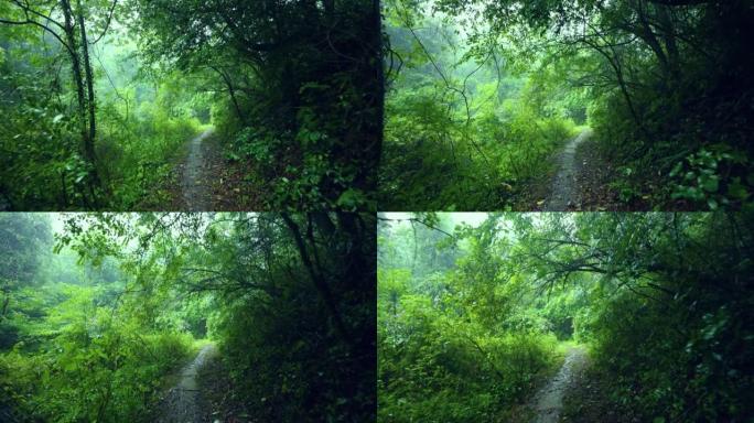 雨天林木区有土路雨天林木区有土路下雨森林