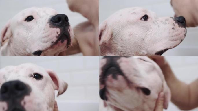 可爱的amstaff狗在浴缸里洗个热水澡。