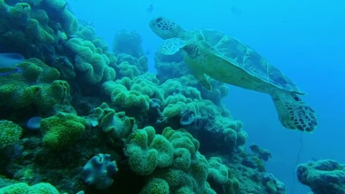 珊瑚礁中一只海龟的4k录像