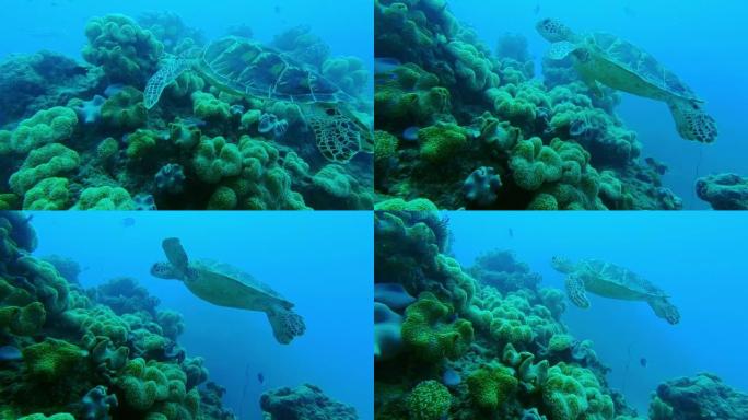 珊瑚礁中一只海龟的4k录像