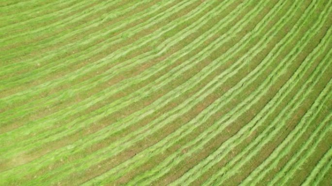 空中，自上而下: 用于饲料的新鲜割草的绿线图案