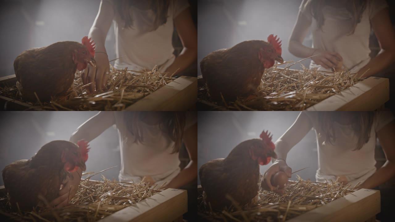 SLO MO DL年轻女子捡起放在板条箱干草上的新鲜鸡蛋