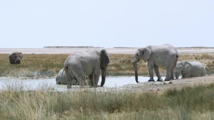 WS大象在水中沐浴，埃托沙国家公园，纳米比亚，非洲