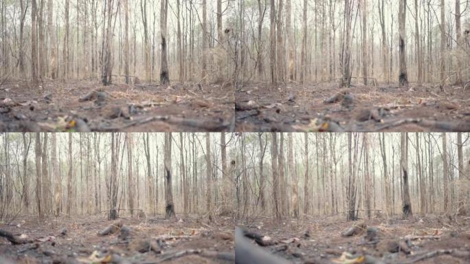 气候危机森林与火灾破坏环境灾害。