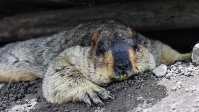 一只旱魔正在山洞里休息