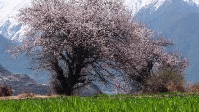 青稞田上的桃树开满鲜花