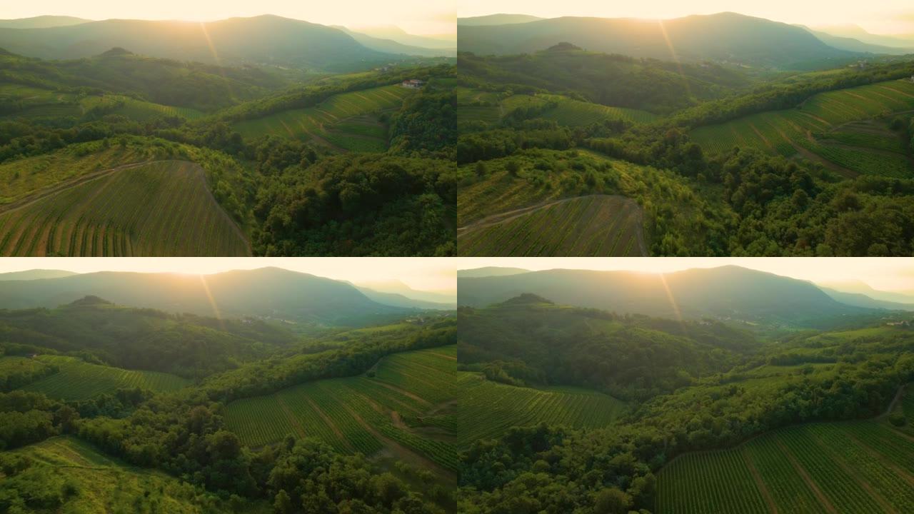 空中: 在阳光明媚的夏日傍晚，田园诗般的葡萄酒产区的无人机观点。
