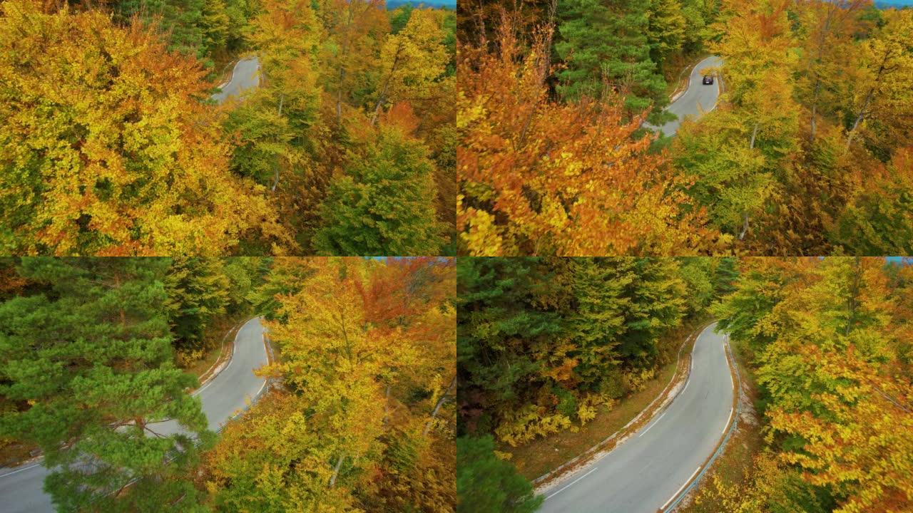 空中: 五颜六色的秋天森林树木露出柏油路和一辆汽车驶过