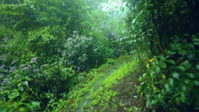 在雨中走向森林雨中走向森林下雨