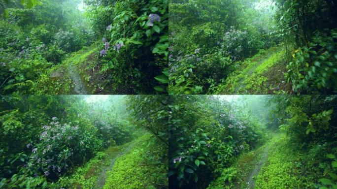 在雨中走向森林雨中走向森林下雨