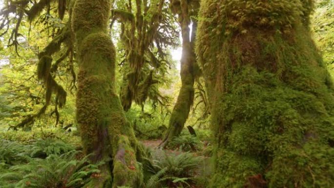 相机在长满苔藓的奇异树干之间移动。美国华盛顿奥林匹克国家公园的雨林。4k万向节射击