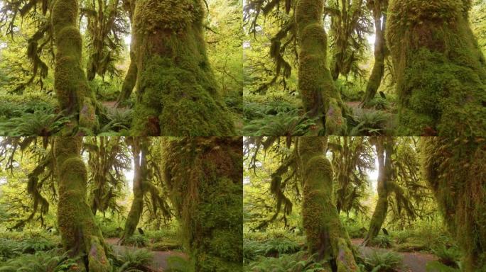相机在长满苔藓的奇异树干之间移动。美国华盛顿奥林匹克国家公园的雨林。4k万向节射击