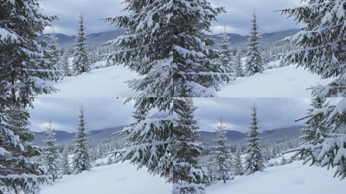 山区的严冬。滑雪旅游区的地面和云杉覆盖着厚厚的积雪。相机在积雪的枞树之间移动