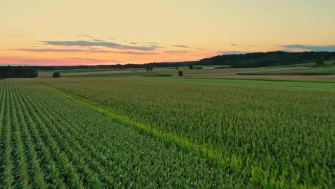 无人机视角风景秀丽的绿色玉米田