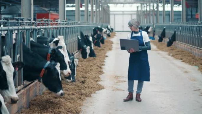 带笔记本电脑的女专家正在观察奶牛