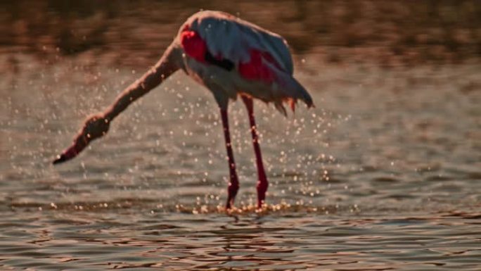 超级慢动作粉色火烈鸟涉水，在阳光充足的水中飞溅