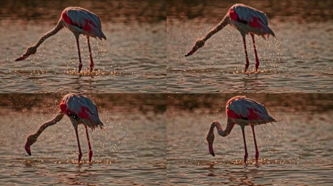 超级慢动作粉色火烈鸟涉水，在阳光充足的水中飞溅
