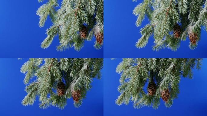 盘旋积雪覆盖的树枝蓝屏合成